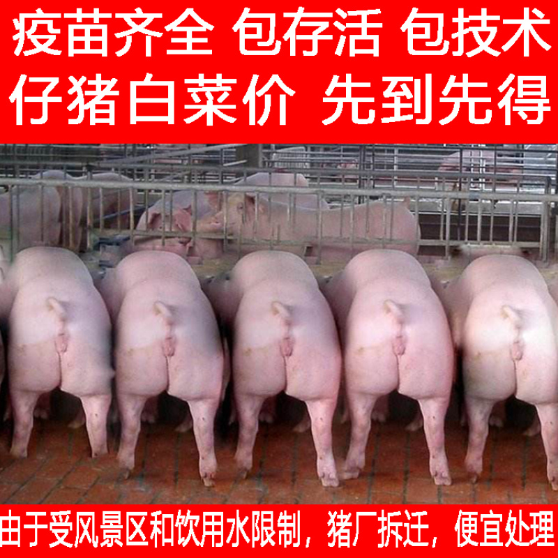 荐仔猪山东仔猪猪场拆迁大甩卖疫苗齐全包活送货到家