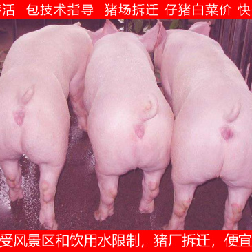 仔猪安徽仔猪一手货源全国发货健康第一包活到家