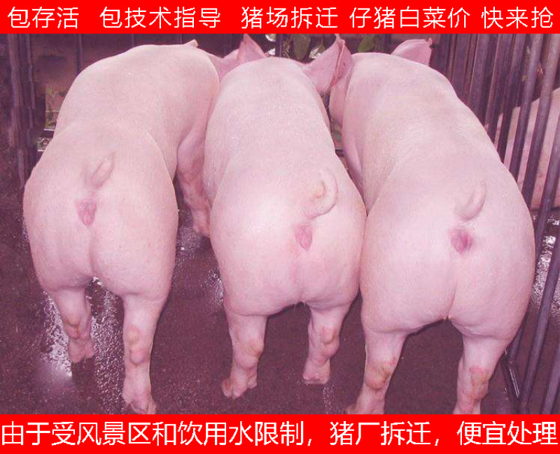 仔猪安徽仔猪一手货源全国发货健康第一包活到家