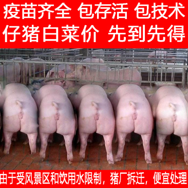 仔猪山东仔猪猪场拆迁便宜处理疫苗齐全健康第一