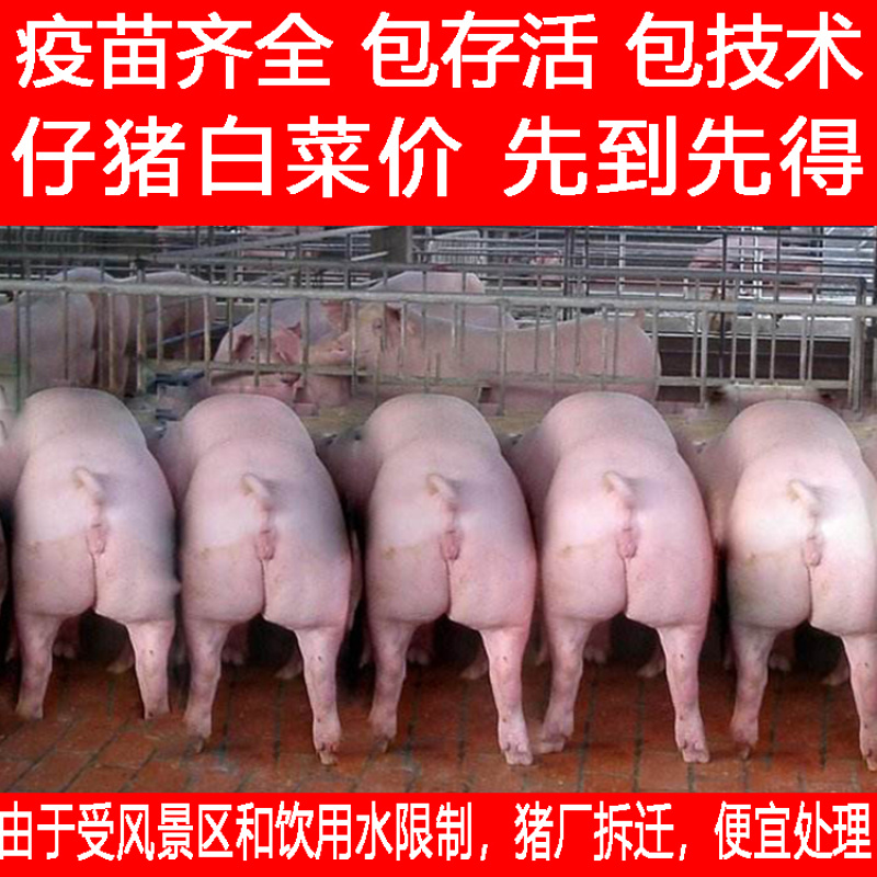 仔猪山东仔猪猪场拆迁便宜处理疫苗齐全健康第一