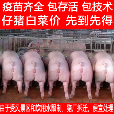 荐猪场拆迁仔猪白菜价包疫苗包技术送货上门欢迎咨询