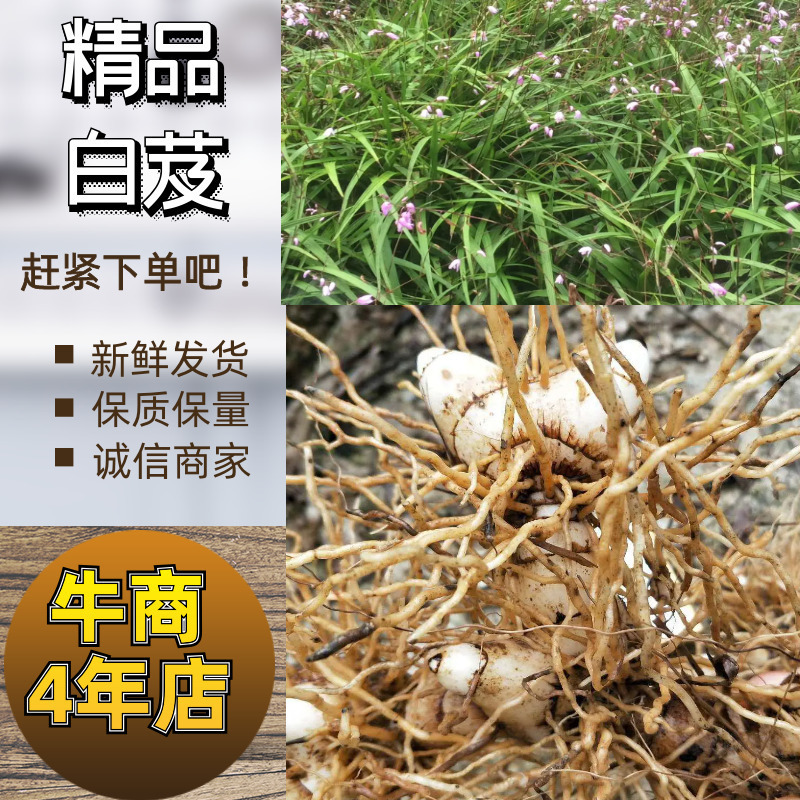 精品四川小白芨（白及苗）产地直供鲜货只有价廉欢迎电联