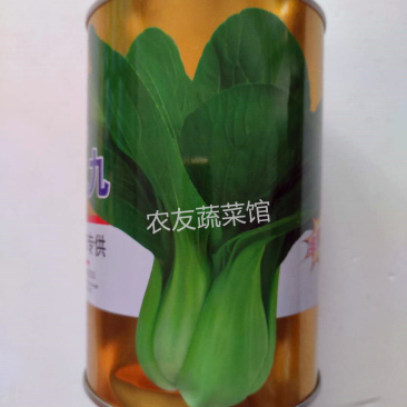 青梗菜种子晓富珍品九九高产抗病抗热耐雨耐贮运春秋播优质小