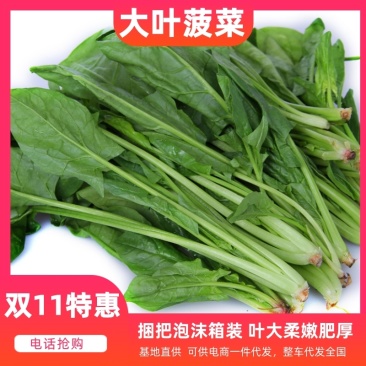 山东单县徐寨大叶菠菜基地直供捆把泡沫箱装小把可供商超电商