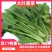山东单县徐寨大叶菠菜基地直供捆把泡沫箱装小把可供商超电商