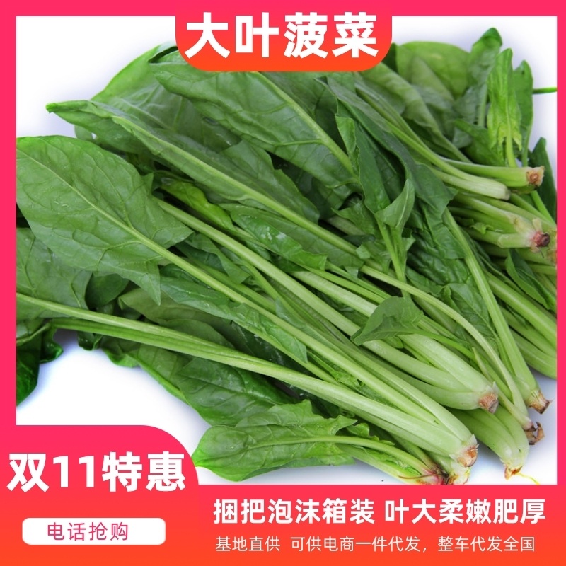 山东单县徐寨大叶菠菜基地直供捆把泡沫箱装小把可供商超电商