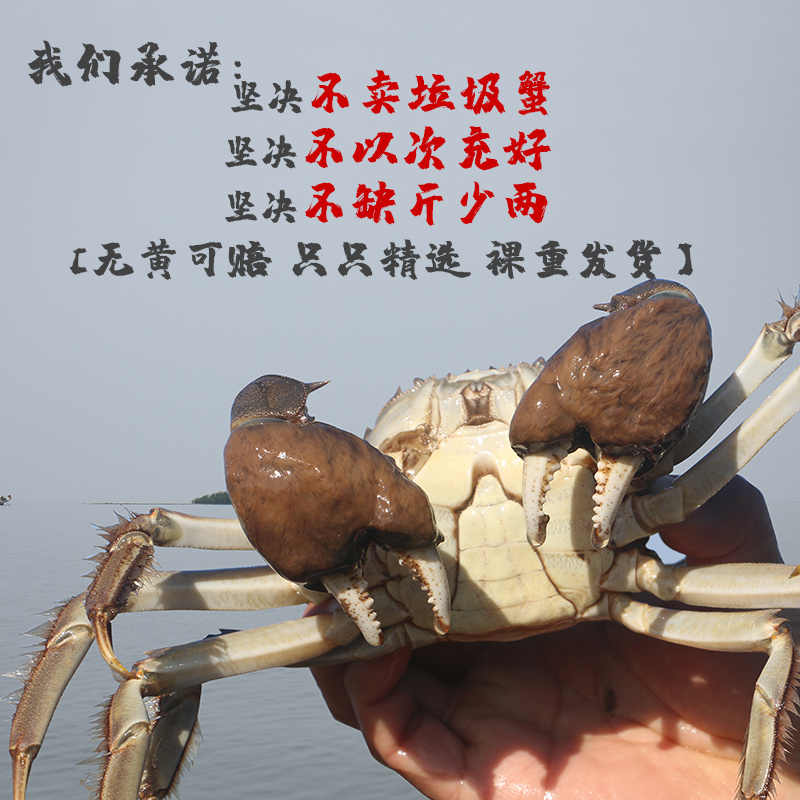 【中秋蟹礼】洪泽湖大闸蟹超值特惠礼盒支持一件代发团购