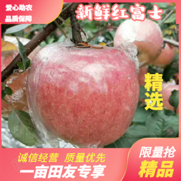 （冰糖心）山西红富士苹果电商，市场，超市75以上新鲜现摘