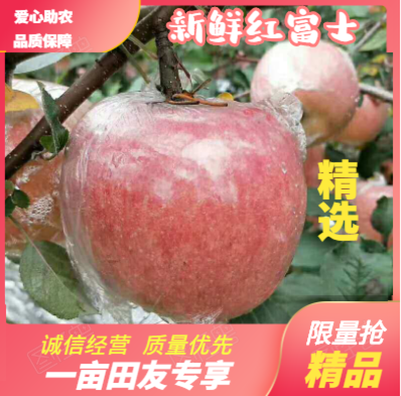 （冰糖心）山西红富士苹果电商，市场，超市75以上新鲜现摘