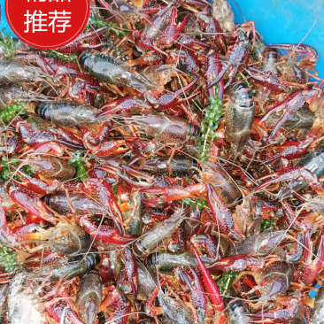 刘姓塘小龙虾【热卖中】湖北优质鲜活清水龙虾规格全供应全国