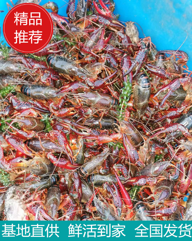 刘姓塘小龙虾【热卖中】湖北优质鲜活清水龙虾规格全供应全国