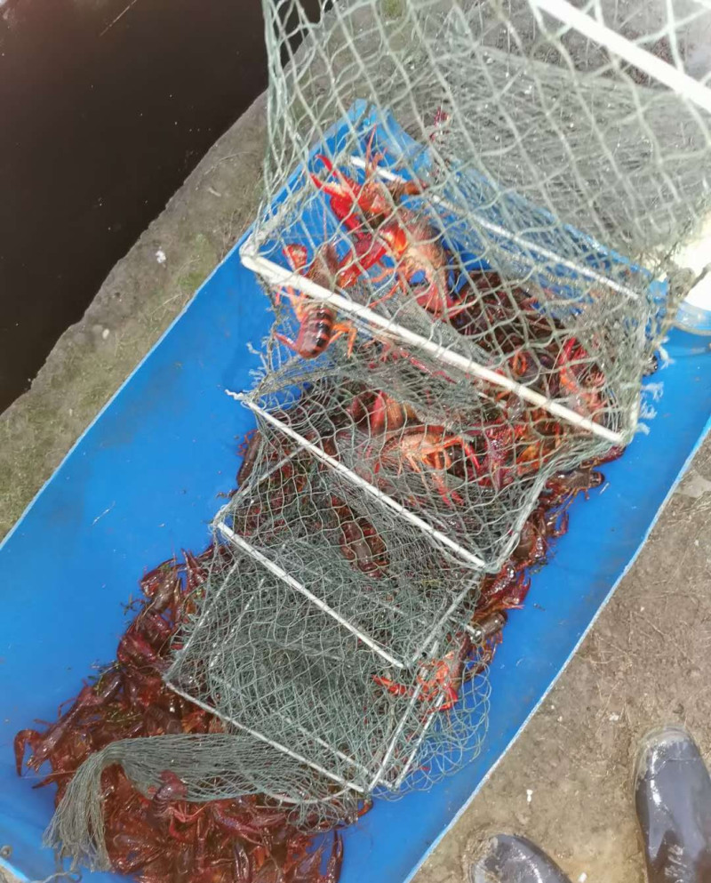 刘姓塘小龙虾【热卖中】湖北优质鲜活清水龙虾规格全供应全国
