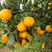 冰糖橙苗，又名冰糖柑苗，基地直供优质脐橙果树苗，量大优惠