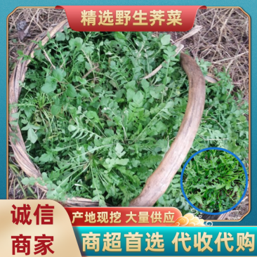 野生荠菜-产地现挖商超**代收代购欢迎来电