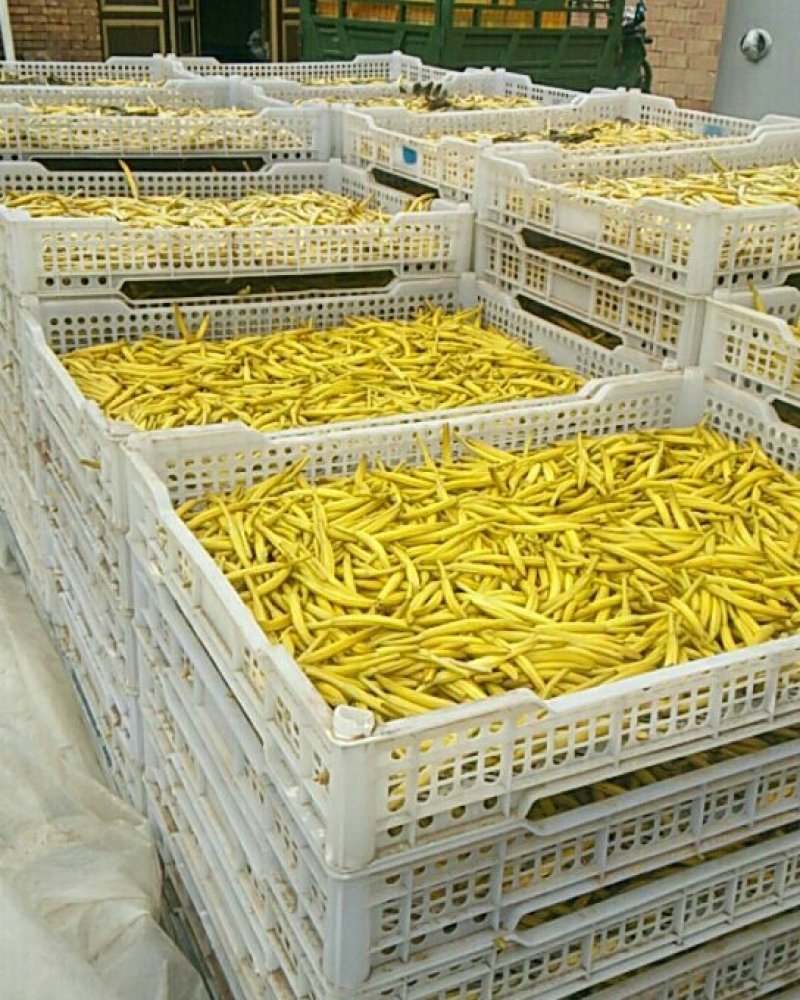 【精品】宁夏大白条黄花菜产地直销干货无硫保质保量