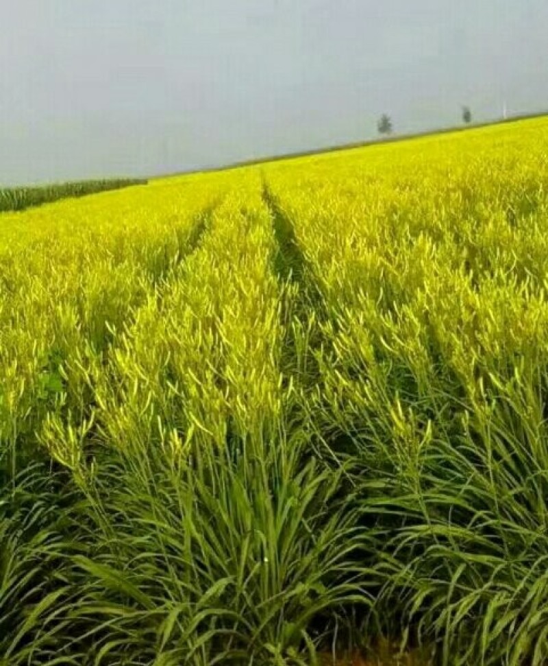【优选】宁夏新货黄花菜自产自销20斤装支持一件代发