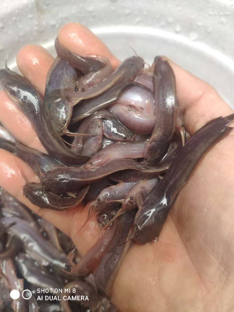 【本地推荐】优质塘角鱼，三黄塘角，土滑哥，胡子鲶鱼苗