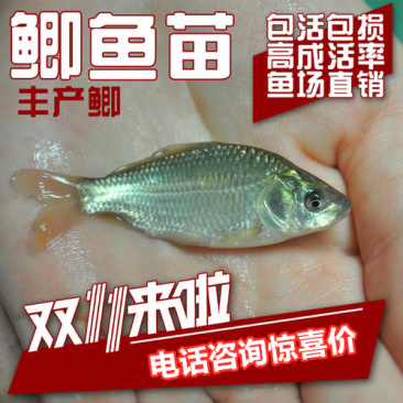 鲫鱼苗，中科3号，中科5号鲫鱼苗各品种鲫鱼苗。