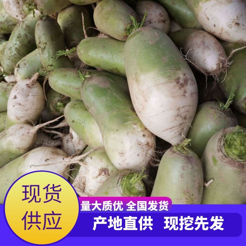 青萝卜量大从从优产地货源可视频看货