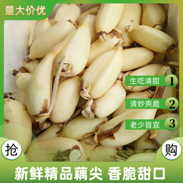 水果藕以鲜嫩脆老少皆宜价格优惠欢迎进店咨询