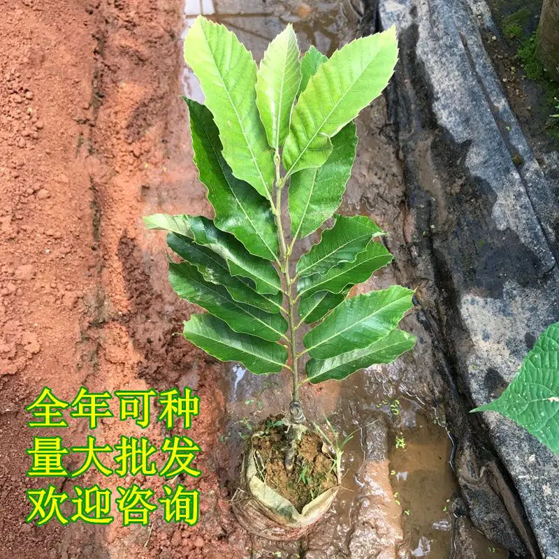 大红袍板栗苗迁西板栗苗珍珠油栗苗现挖现发死苗补发