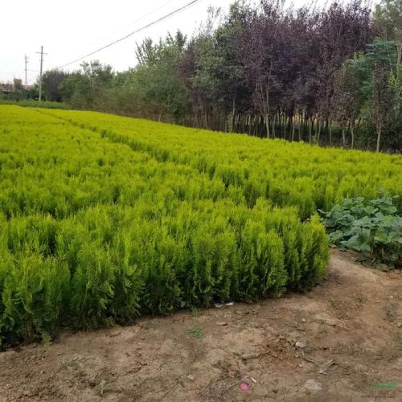 洒金柏苗子盆景素材庭院绿化工程用苗自家苗圃，价格优惠