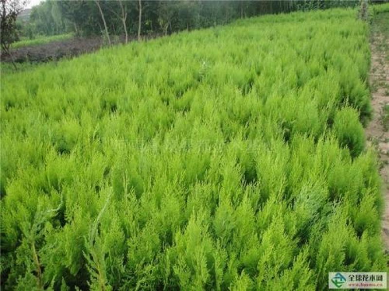 洒金柏苗子盆景素材庭院绿化工程用苗自家苗圃，价格优惠
