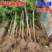 优质蒙阳红石榴苗原土保湿发苗现挖现发包成活包技术