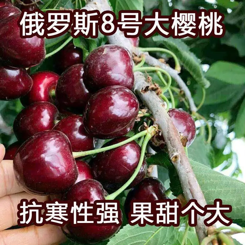 俄罗斯8号樱桃苗车厘子樱桃苗品质保障量大可签约发