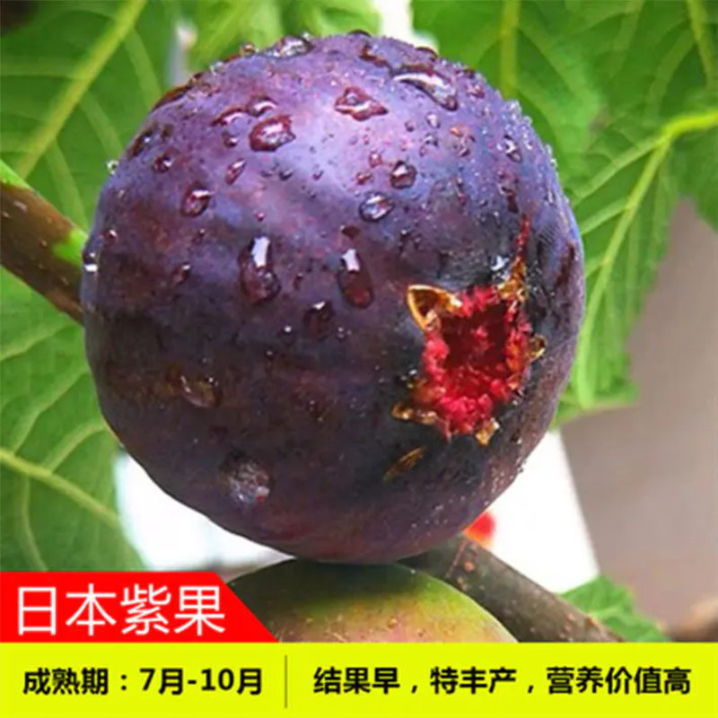 日本紫无花果苗品种齐全（下单备注品种）死苗补发包技术