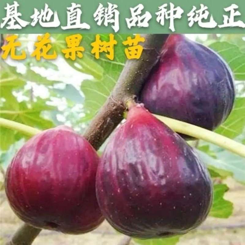 江湖地摊货波姬红无花果苗无花果苗无花果树苗