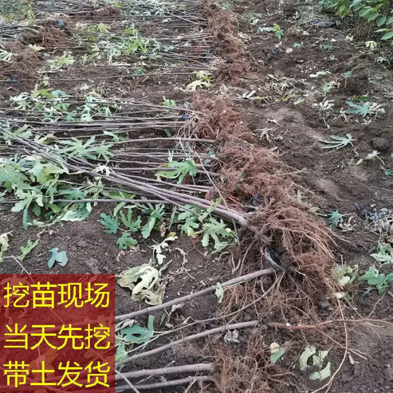 江湖地摊货波姬红无花果苗无花果苗无花果树苗