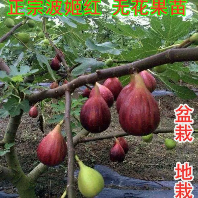 江湖地摊货波姬红无花果苗无花果苗无花果树苗