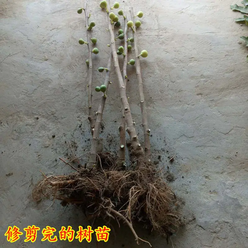 江湖地摊货波姬红无花果苗无花果苗无花果树苗