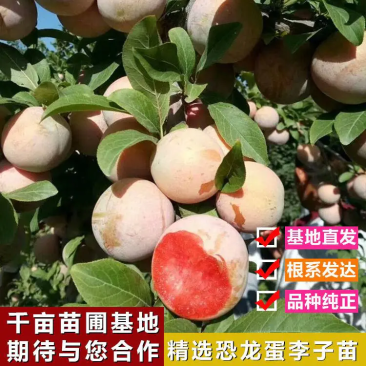 嫁接恐龙蛋李子苗现挖现发保湿包装死苗补发包技术
