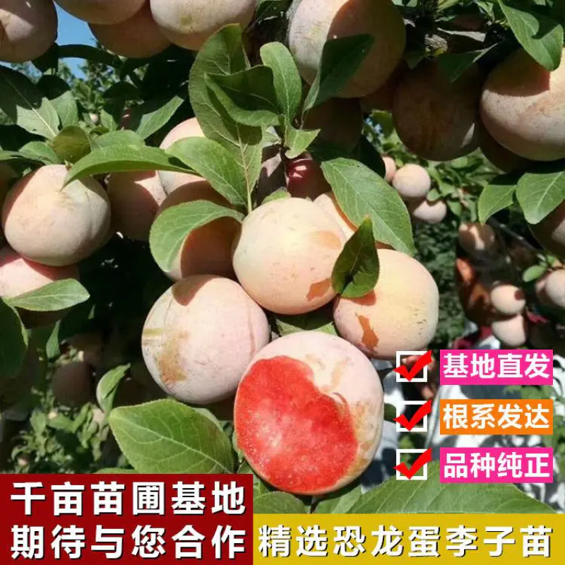 嫁接恐龙蛋李子苗现挖现发保湿包装死苗补发包技术