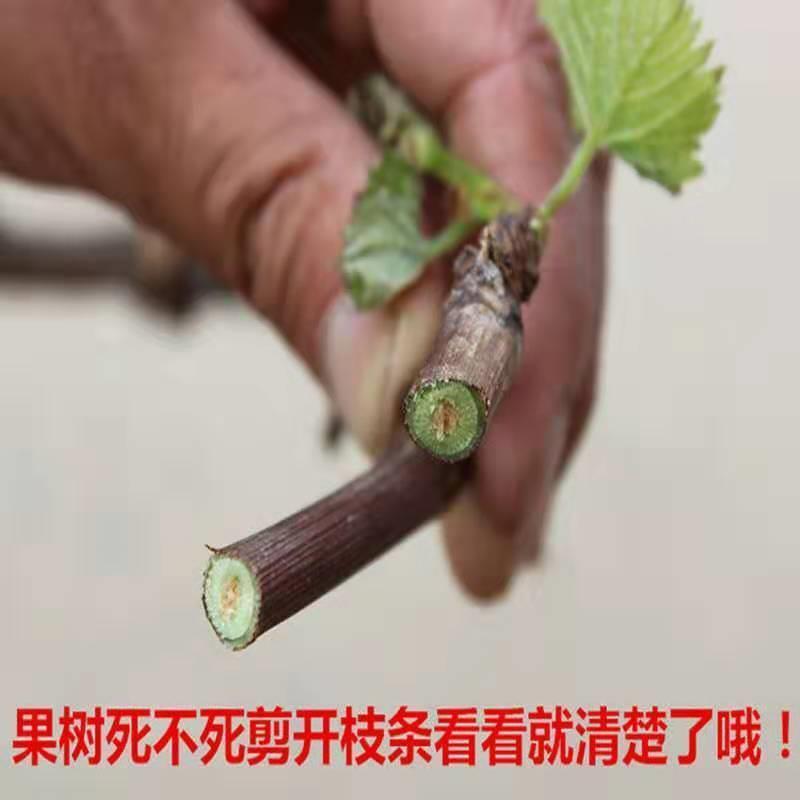 巨盛一号葡萄苗现挖现发死苗补发包成活量大优惠