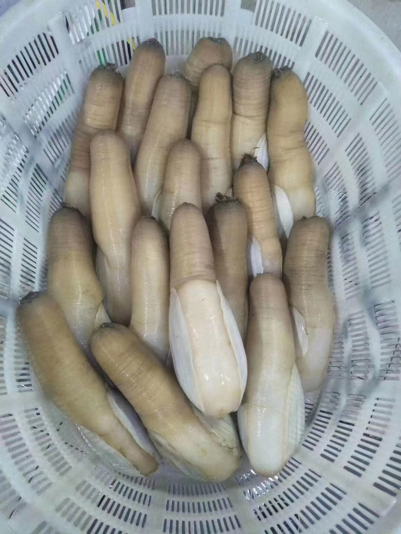 加州蚌，价格私聊。酒店，批发供应商。个人吃勿扰。象拔蚌