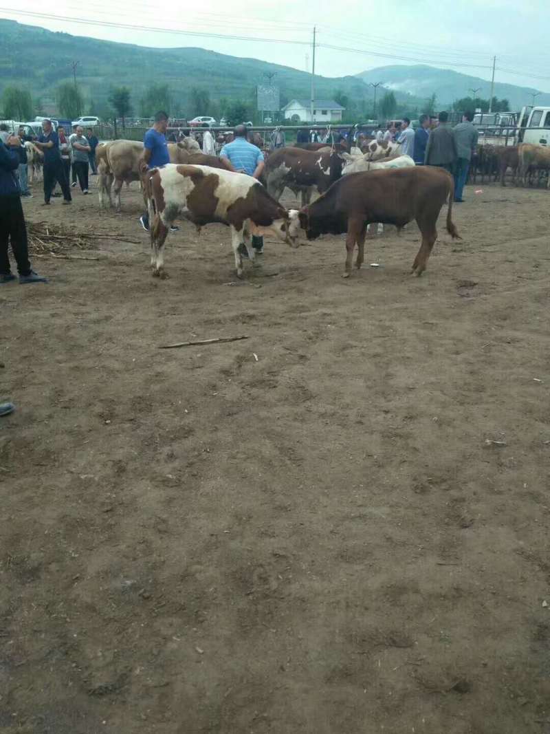 西北西门塔尔牛养殖基地直发包运输疫苗齐全