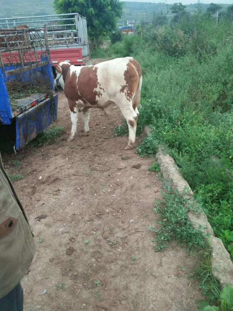 西北西门塔尔牛养殖基地直发包运输疫苗齐全