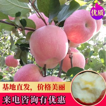红富士苹果，河北保定，脆甜适口产地直发，