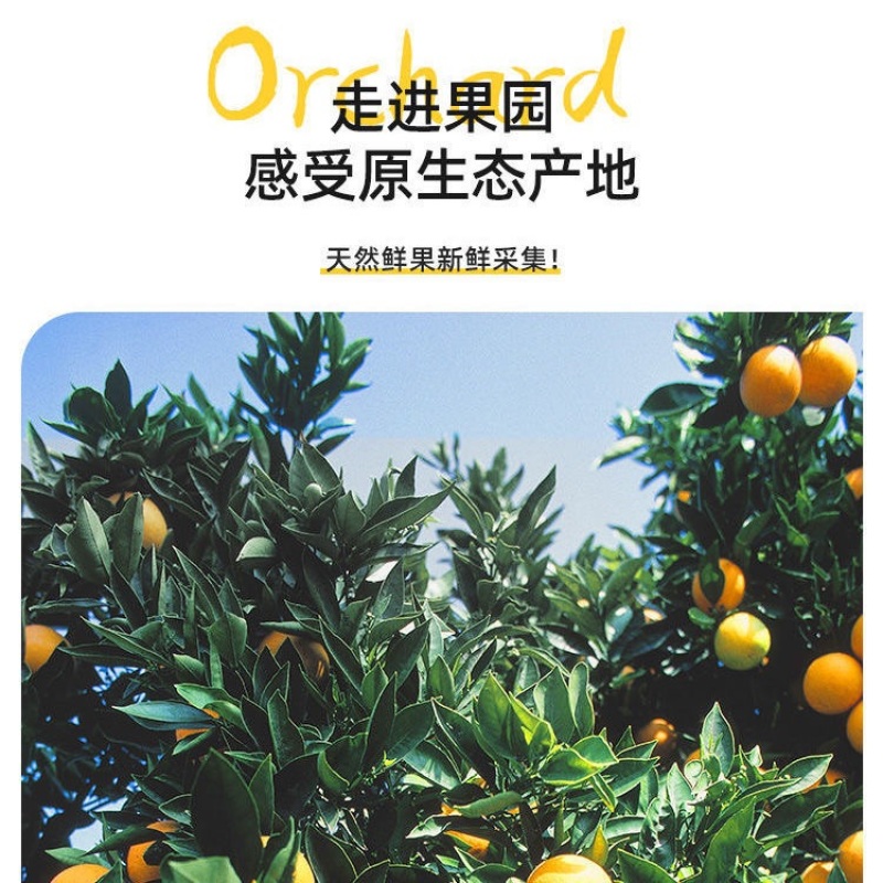 湖北宜昌秭归脐橙长虹脐橙黄心脐橙果园直发，电商**