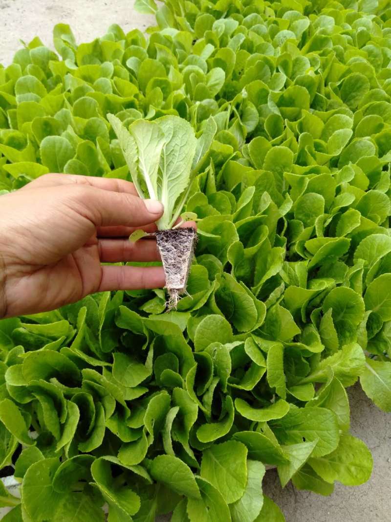 云南省大白菜苗，场地直供，量大价优，欢迎来电咨询