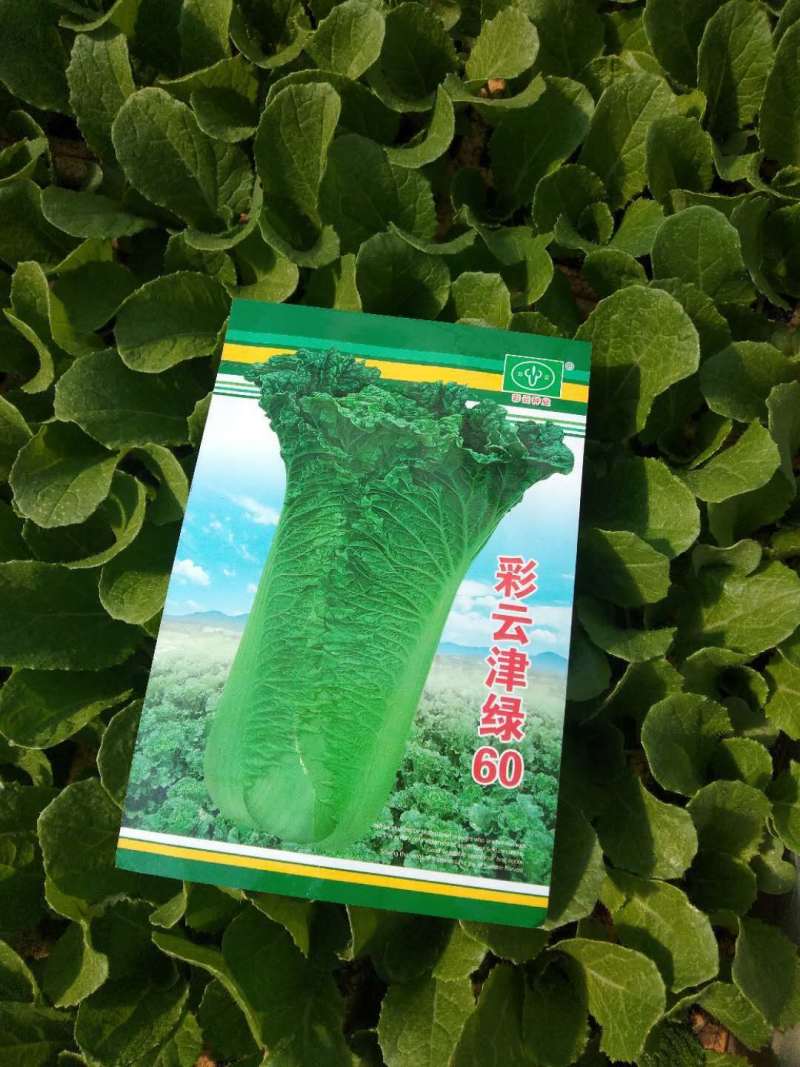 云南省大白菜苗，场地直供，量大价优，欢迎来电咨询