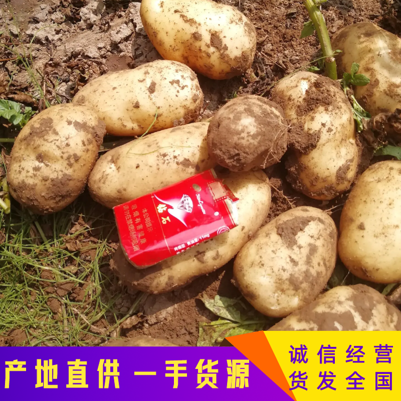 河北荷兰十五，精品货！三优土豆！个头大，薯行正，颜色亮。