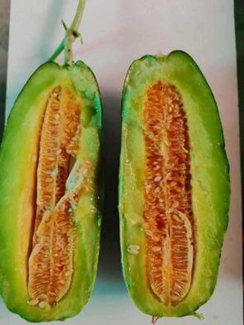 早春甜瓜苗博洋9甜瓜苗嫁接甜瓜苗批发