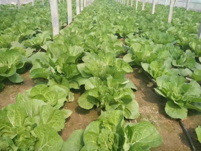 动物粪便有机肥蚯蚓粪牛粪喂养蚯蚓粪育苗肥土基地用肥
