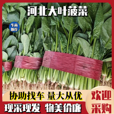 千亩基地种植【大叶菠菜】产地直发物美价廉全年供应商超