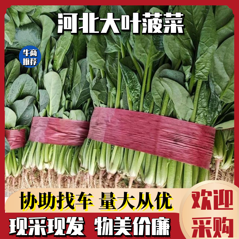 千亩基地种植【大叶菠菜】产地直发物美价廉全年供应商超